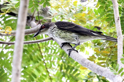 Metallic Starling (Aplornis metallica)